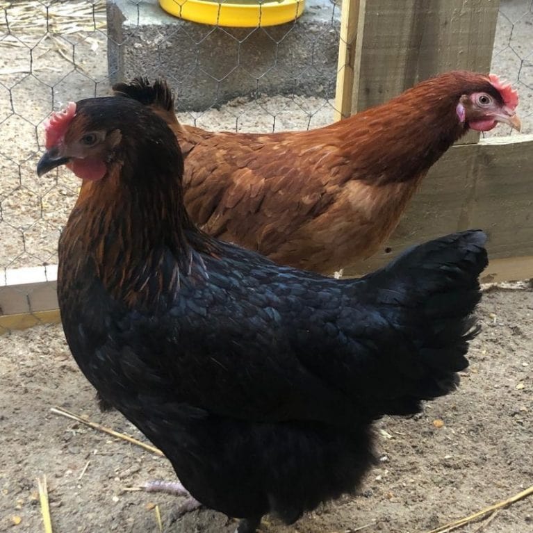 Nos poules pondeuses