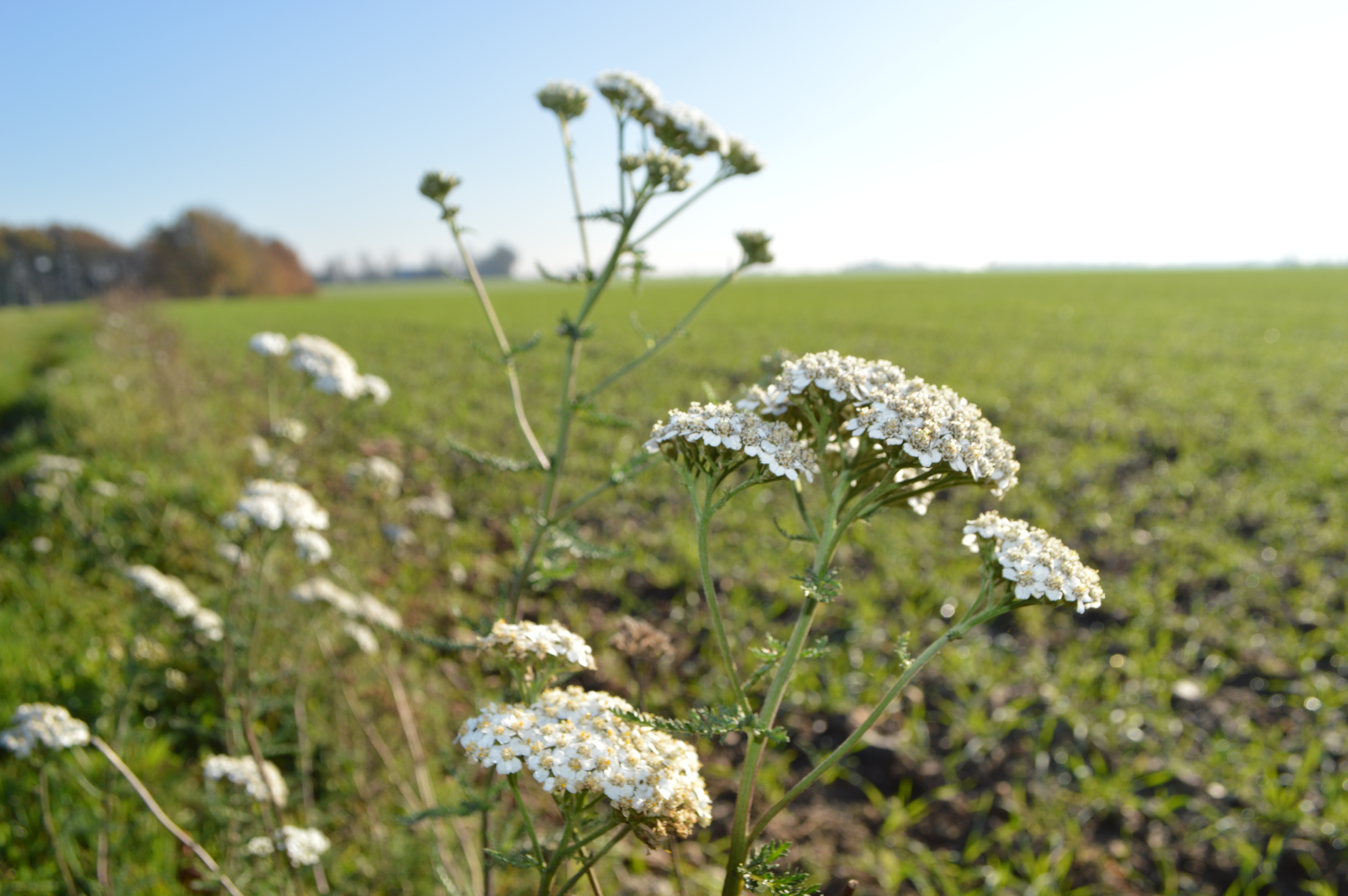 Le Sentier de la Biodiversité